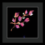 Fuchsia - Framed Print