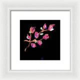 Fuchsia - Framed Print