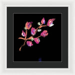 Fuchsia - Framed Print