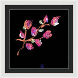 Fuchsia - Framed Print