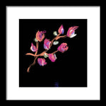 Fuchsia - Framed Print