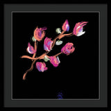 Fuchsia - Framed Print