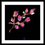 Fuchsia - Framed Print