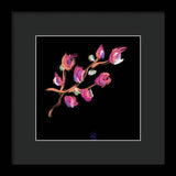 Fuchsia - Framed Print