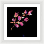 Fuchsia - Framed Print