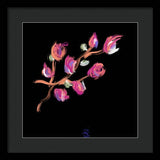 Fuchsia - Framed Print