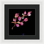 Fuchsia - Framed Print