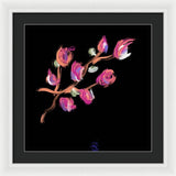 Fuchsia - Framed Print