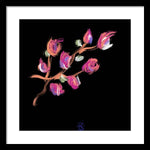 Fuchsia - Framed Print