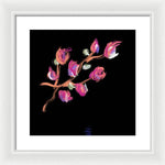 Fuchsia - Framed Print