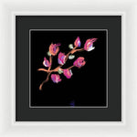 Fuchsia - Framed Print