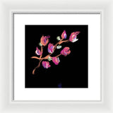 Fuchsia - Framed Print