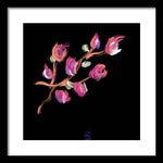 Fuchsia - Framed Print