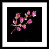 Fuchsia - Framed Print